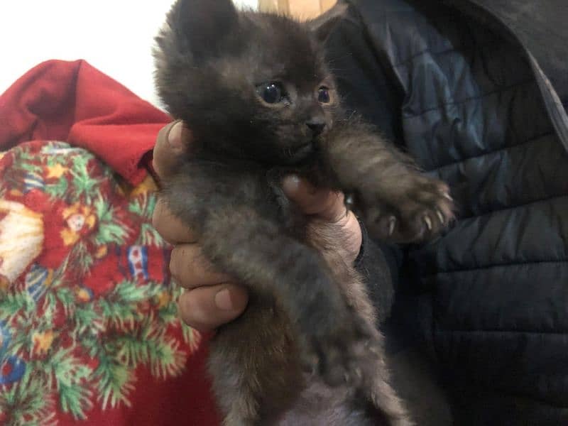 Black persian kitten pair 4