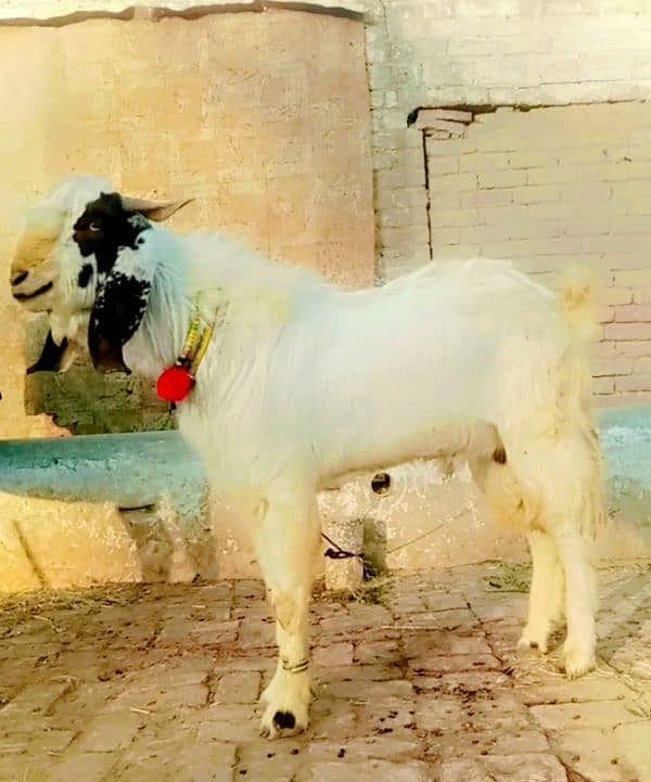 donda bakra 1