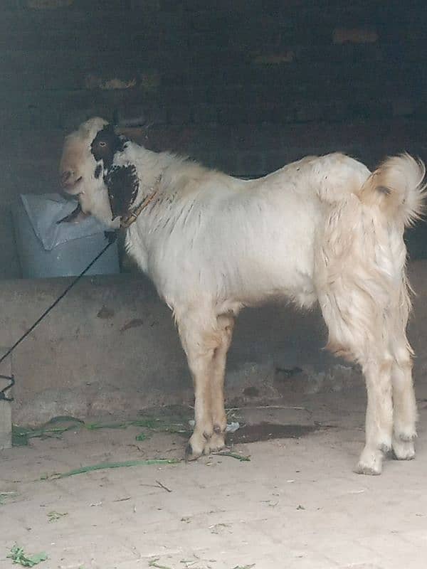 donda bakra 4