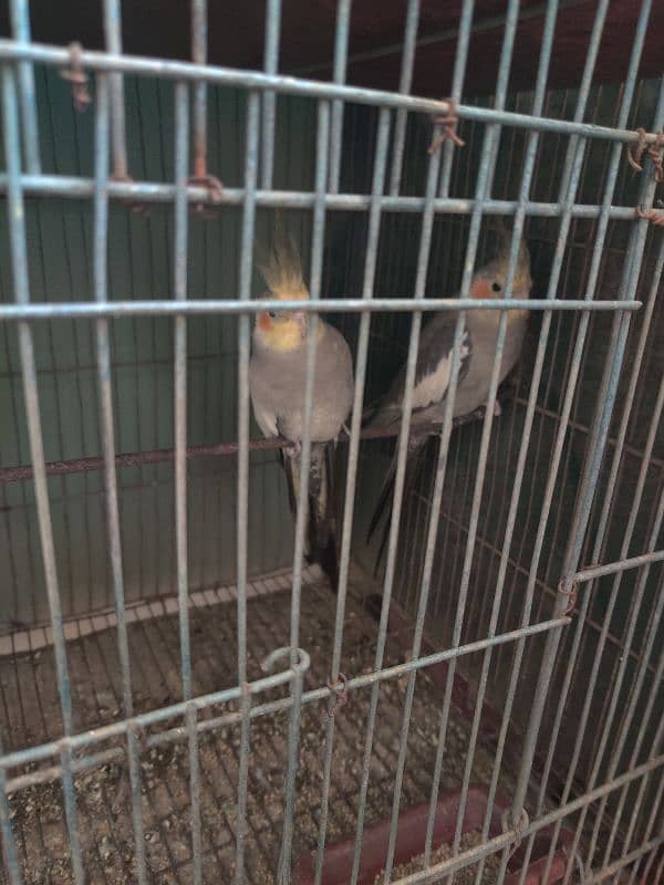 1 gray cockatiel pair 1