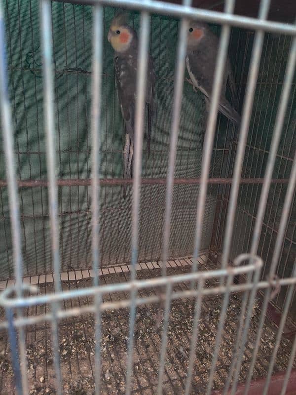 1 gray cockatiel pair 3