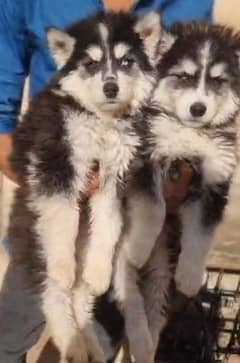 Husky puppies