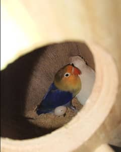 Love birds breeder pair with egg or cage for sale