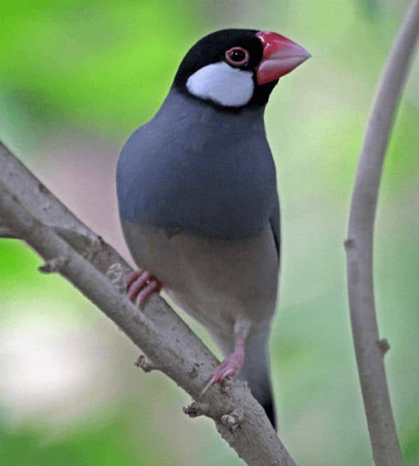 all type of java and zebra finch 1