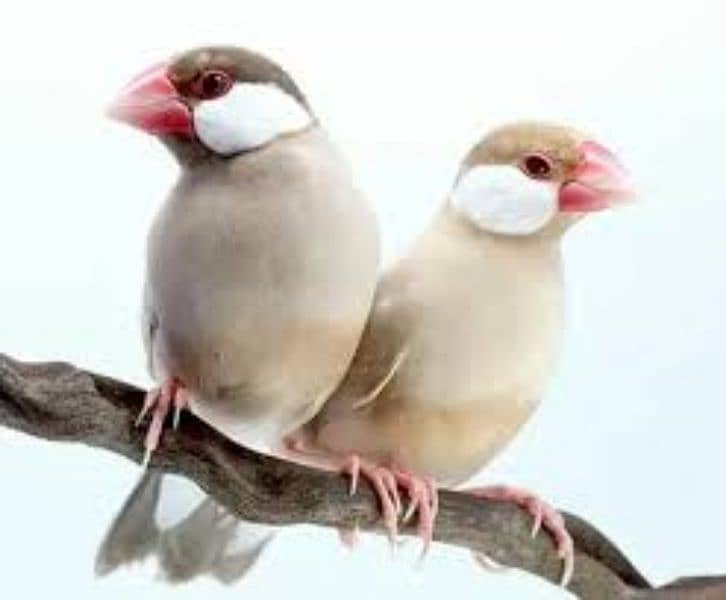 all type of java and zebra finch 3