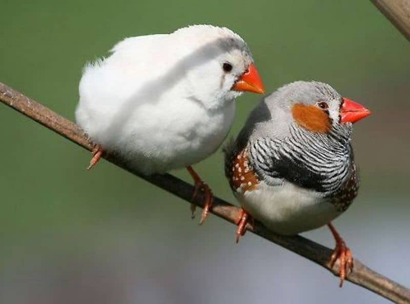 all type of java and zebra finch 4