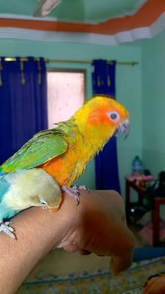 Sun conure chick