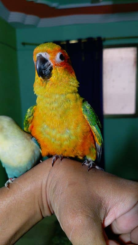 Sun conure chick 1