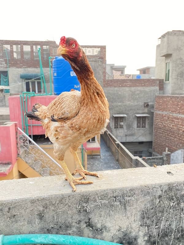 Lakha Females 2