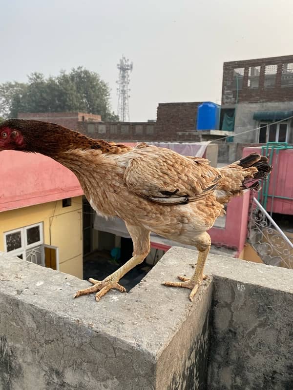 Lakha Females 5