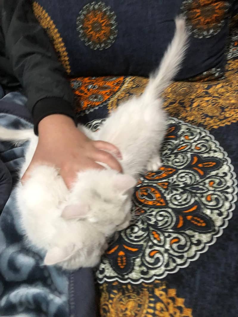 Persian cats double cot 45day female 1