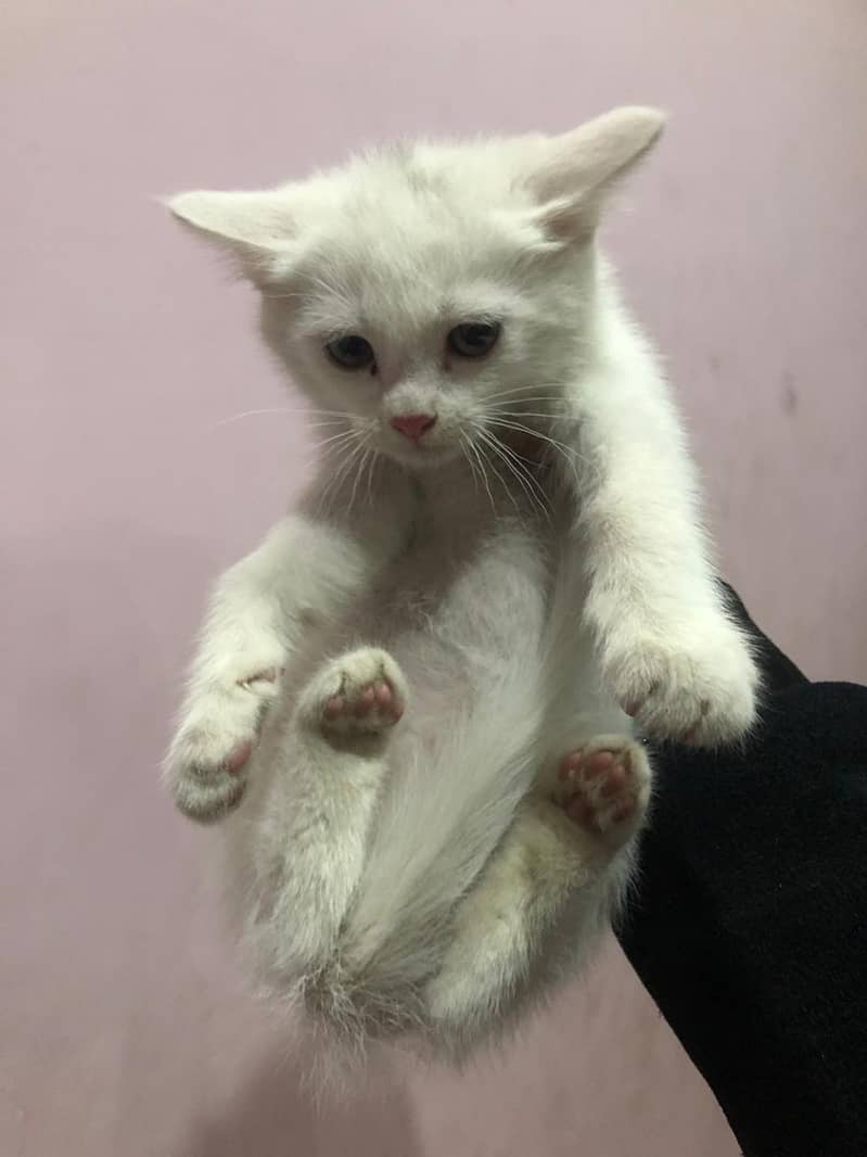 Persian cats double cot 45day female 2