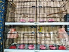 Urgent Sell 4 Portion Cage with 2 Lovebird breeder Pair