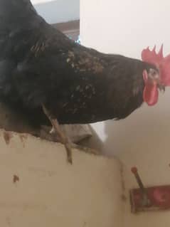 Australorp & Rir egg Laying healthy & Active