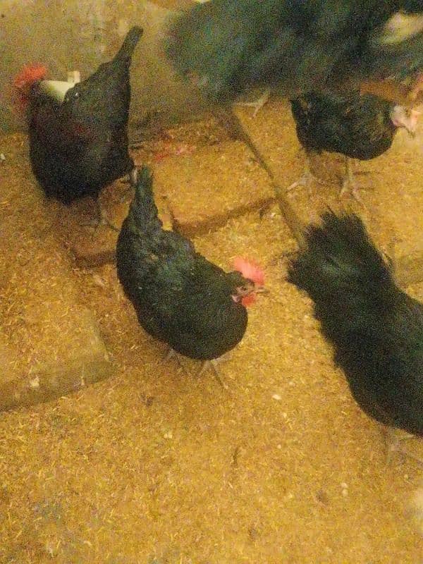 Australorp & Rir egg Laying healthy & Active 1