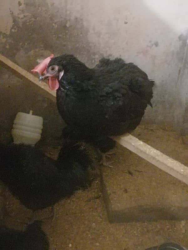 Australorp & Rir egg Laying healthy & Active 2