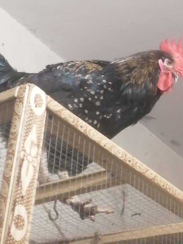 Australorp & Rir egg Laying healthy & Active 3