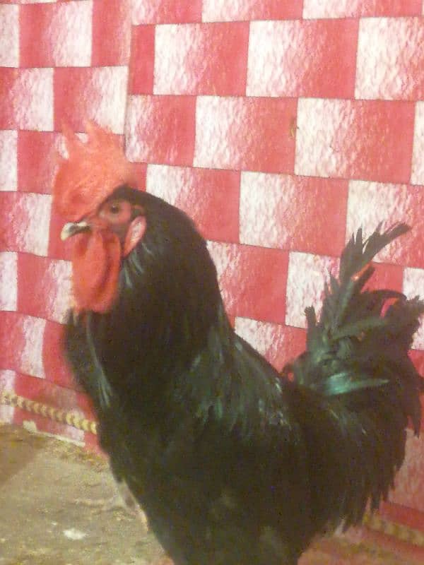 Australorp & Rir egg Laying healthy & Active 6