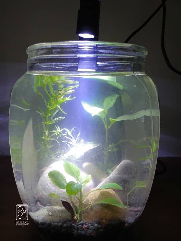 nano Jarrarium with accessories 0