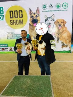 I want to sale my shitzu female show winner puppy