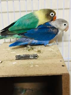 latino breed love birds parrots pairs