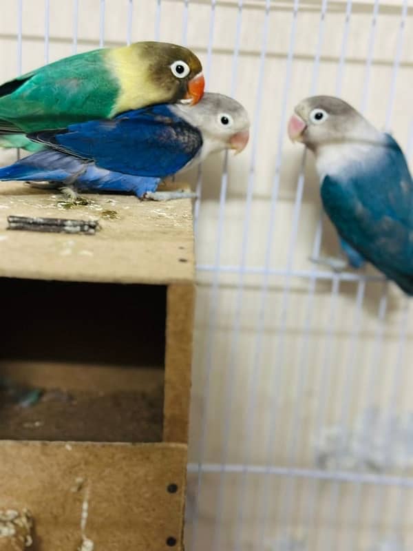 latino breed love birds parrots pairs 1