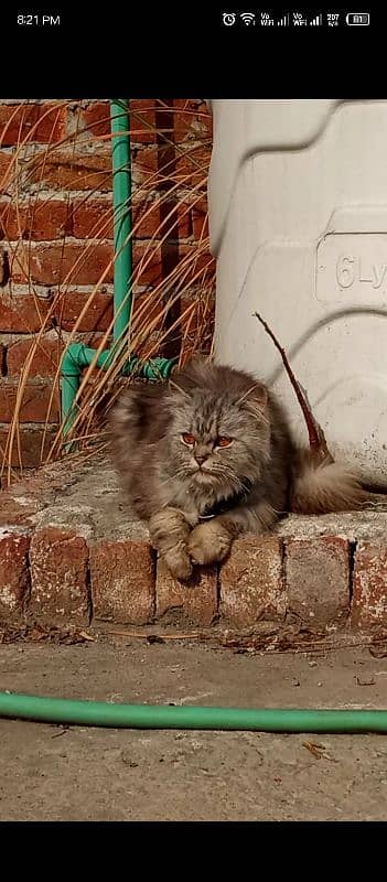 grey triple coated Persian male cat 1