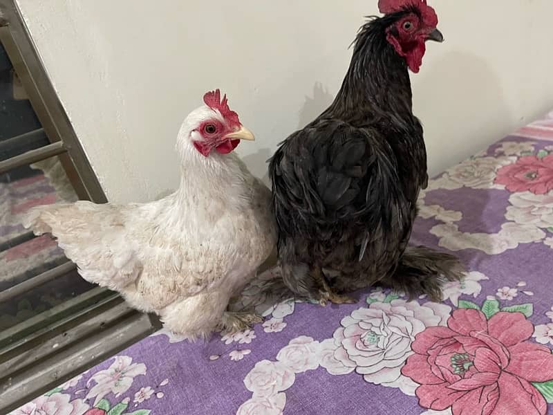 fancy pair of hens 1