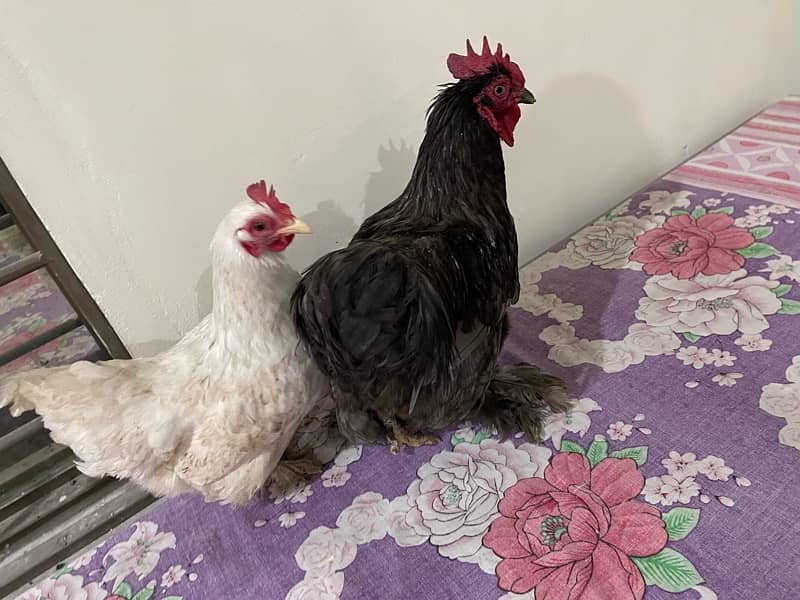 fancy pair of hens 2