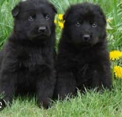 black German shepherd puppy full long coat