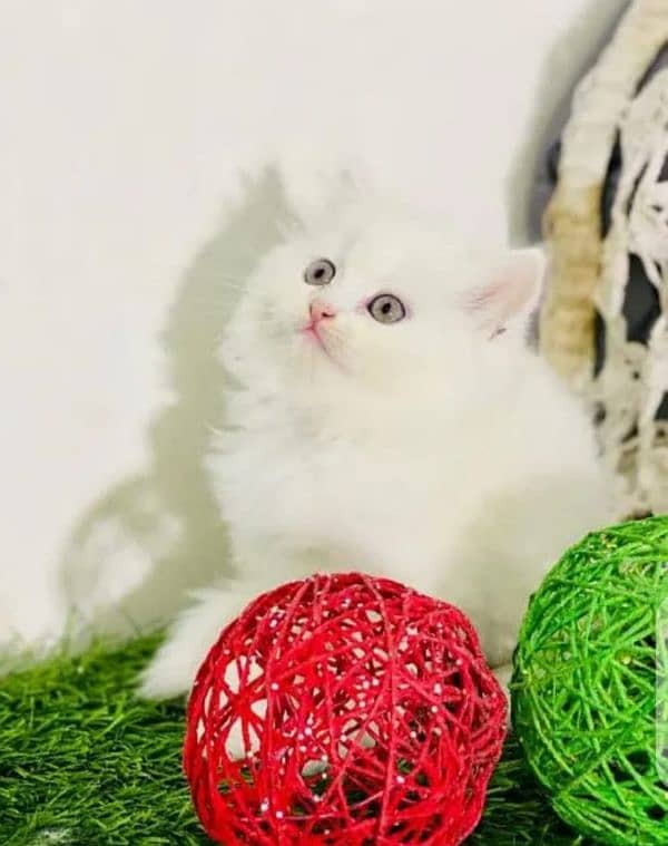 persian kitten for urgent sale My WhatsApp Number 0346=7451635 0