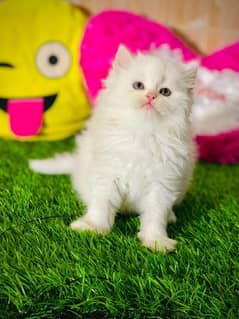 Triple Coated Persian female kitten urgent sale