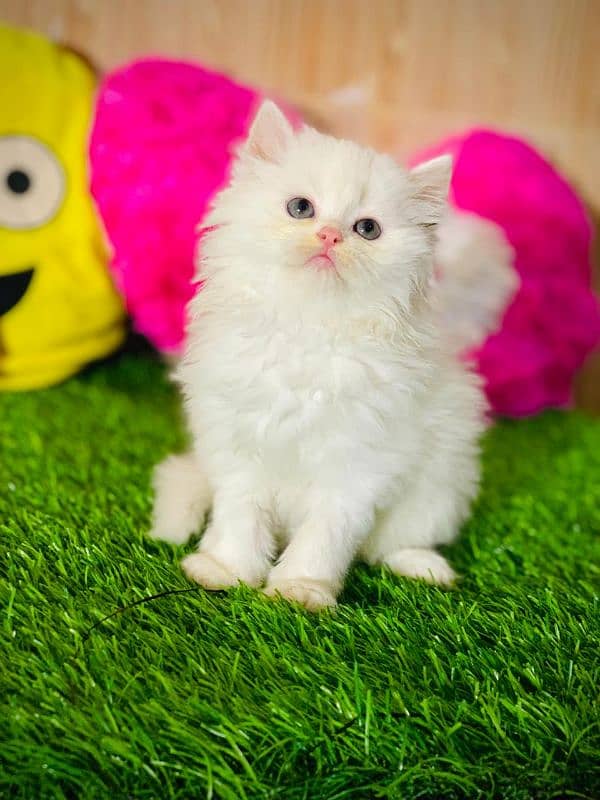 Triple Coated Persian female kitten urgent sale 1