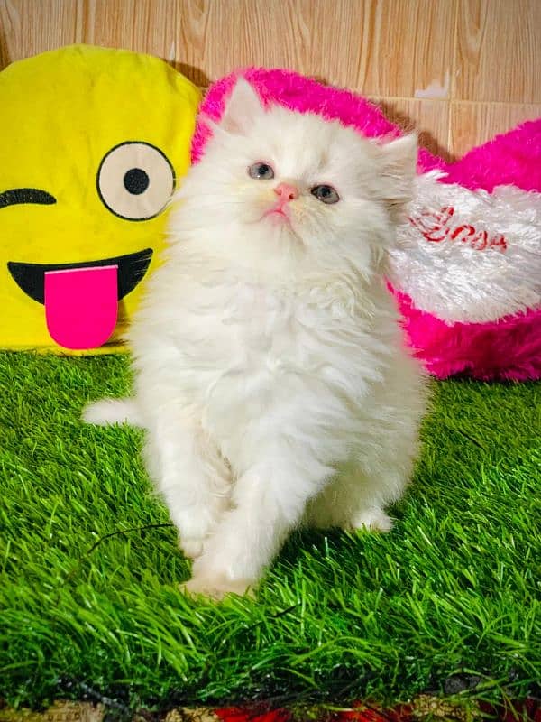 Triple Coated Persian female kitten urgent sale 2