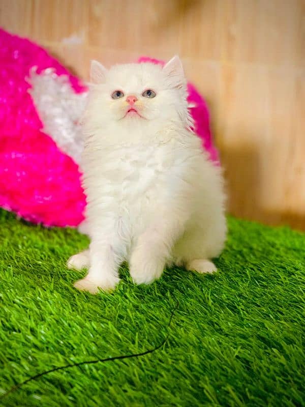 Triple Coated Persian female kitten urgent sale 3