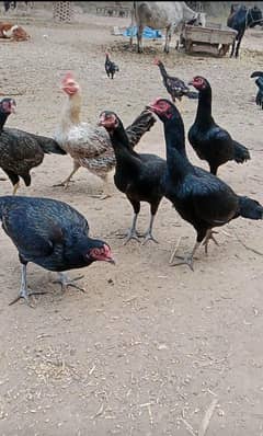 Mushke Hens for Sale