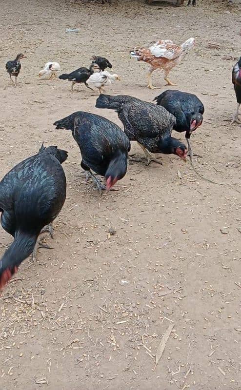 Mushke Hens for Sale 1