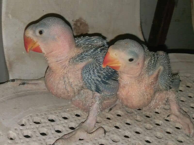 Raw alexander chicks for sale 6