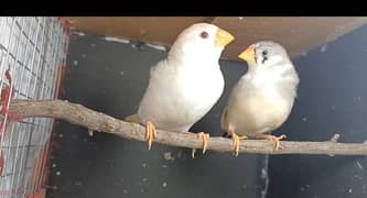 ino and pied finch females