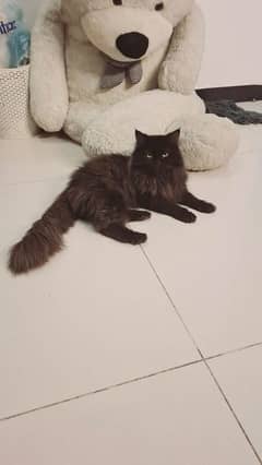 Male 10 months old pure black persian cat