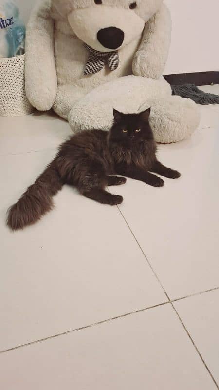 Male 10 months old pure black persian cat 0