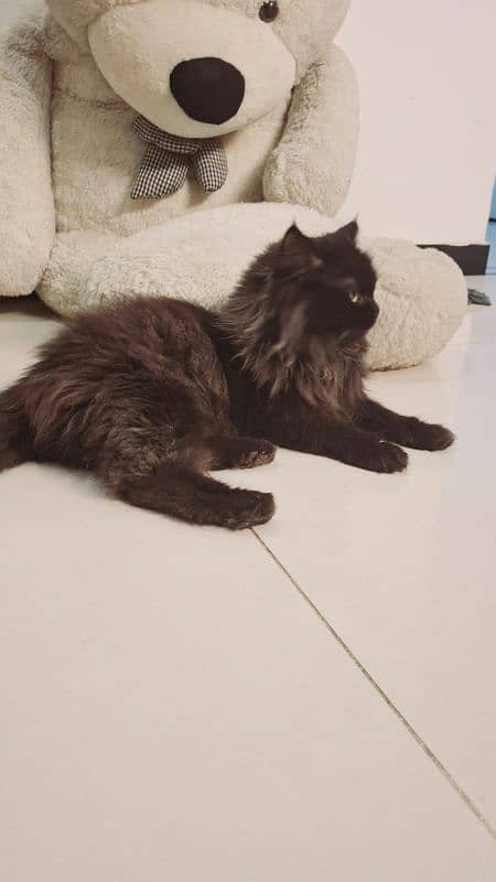 Male 10 months old pure black persian cat 1