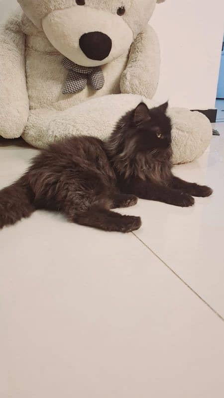 Male 10 months old pure black persian cat 2