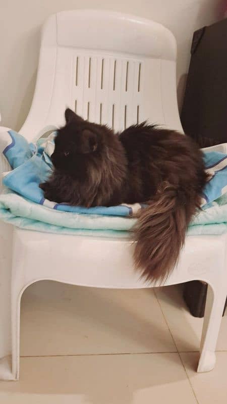 Male 10 months old pure black persian cat 3