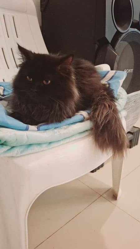 Male 10 months old pure black persian cat 5