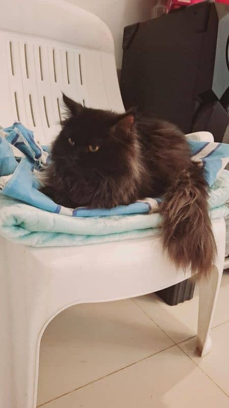 Male 10 months old pure black persian cat 6