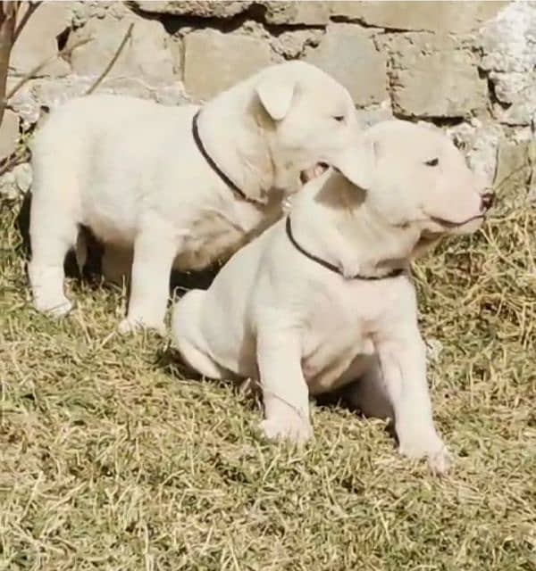 BuIIy Dogs pair available for sale 0