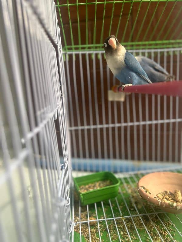 Love bird pair with cage 0