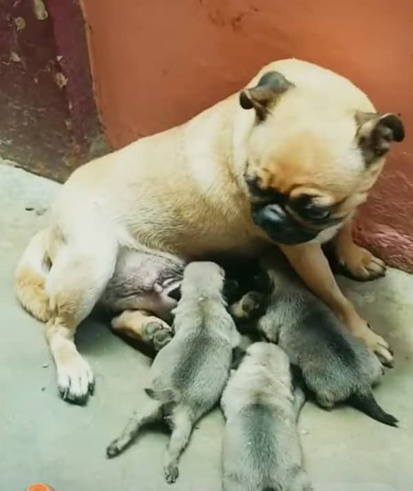 i am selling my pug female breeder 2