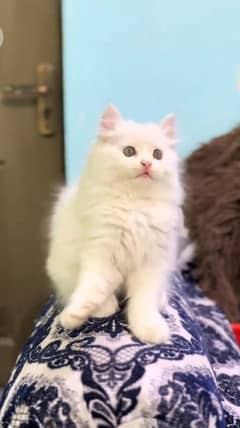 Persian kitten for urgent sale My WhatsApp Number 0334=1491382